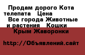  Продам дорого Кота-телепата › Цена ­ 4 500 000 - Все города Животные и растения » Кошки   . Крым,Жаворонки